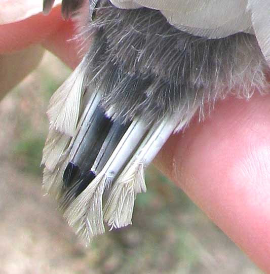 emerging tail feathers from future quills of nestling Blue Jay, Cyanocitta cristata
