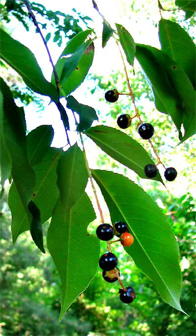 Black Cherry tree, PRUNUS SEROTINA, fruits