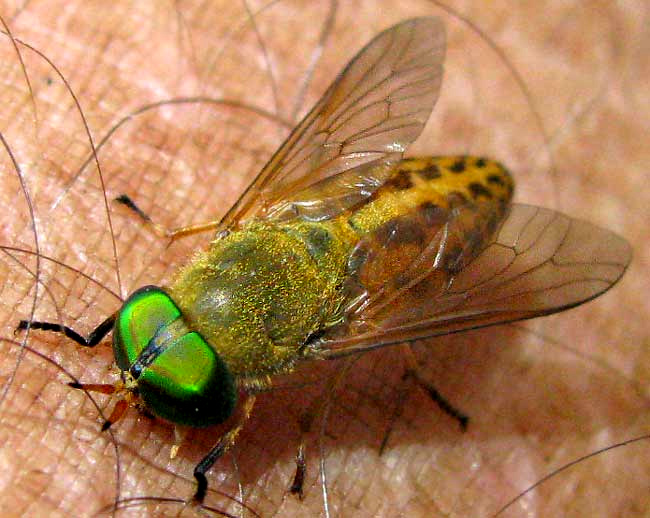 horsefly, genus TABANUS 