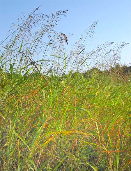Johnson Grass, SORGHUM HALEPENSE