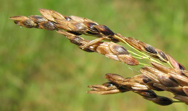 Johnson Grass, SORGHUM HALEPENSE, seeds
