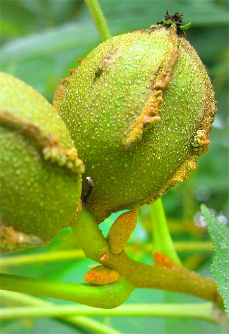 Bitternut Hickory, Carya cordiformis, buds and nuts