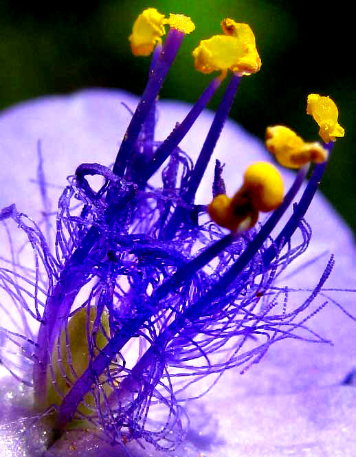 Zigzag Spiderwort, TRADESCANTIA SUBASPERA, flower