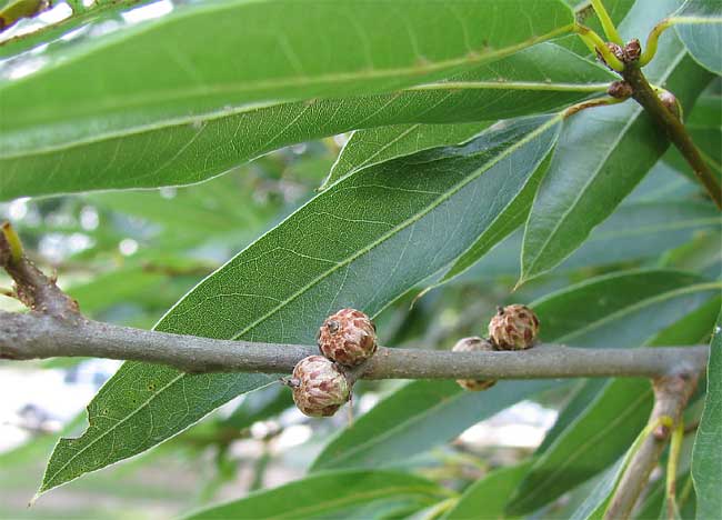 Willow Oak, QUERCUS PHELLOS, immature acorns & leaves