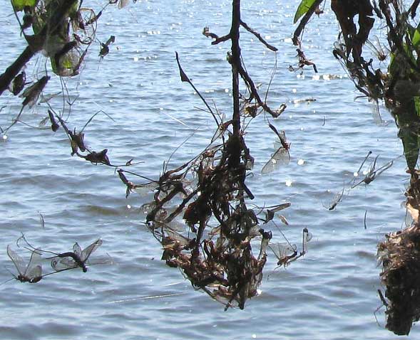 mayflies in spider webs at water's edge