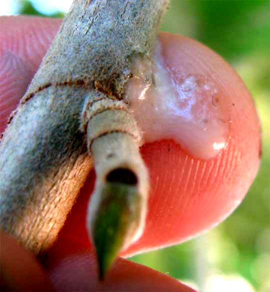 latex emerging from stem of strangler fig