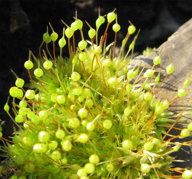 Common Bladder-moss, PHYSCOMITRIUM PYRIFORME