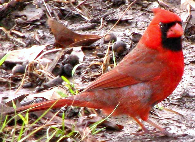 Northern Cardinal, CARDINALIS CARDINALIS