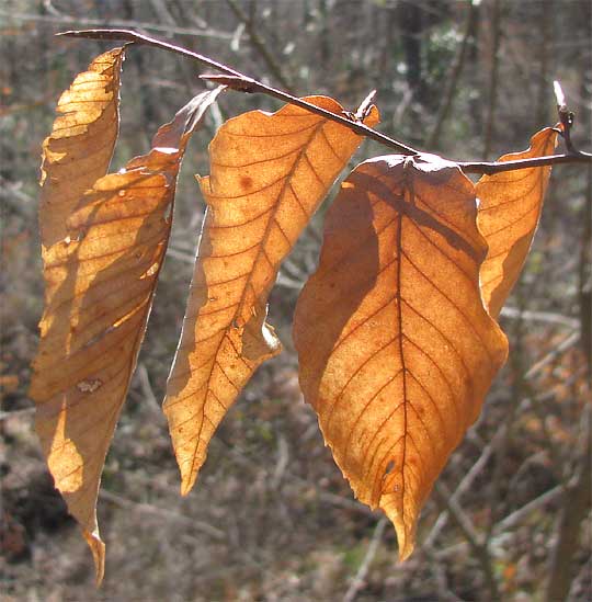 American Beeches, FAGUS GRANDIFOLIA, leaves