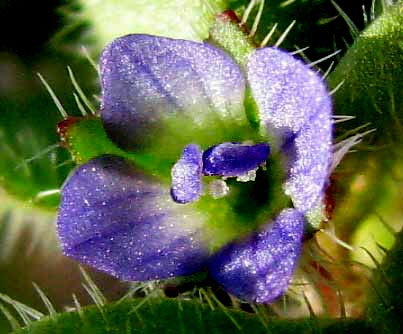 Ivy-leaved Speedwell, VERONICA HEDERAEFOLIA, flower