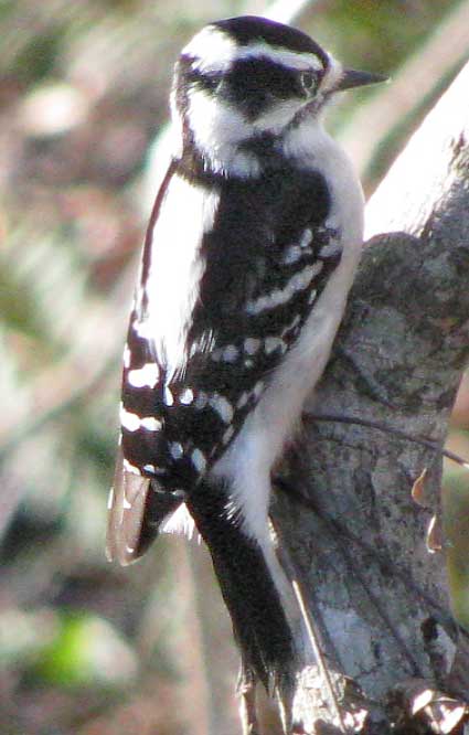 Downy Woodpecker, PICOIDES PUBESCENS