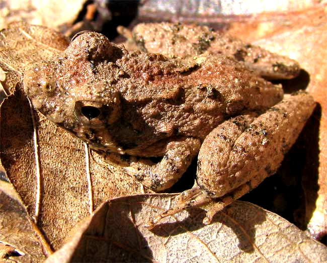 Northern Cricket Frog, ACRIS CREPITANS