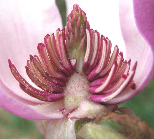 Lily Magnolia, MAGNOLIA LILIFLORA, flower cross section