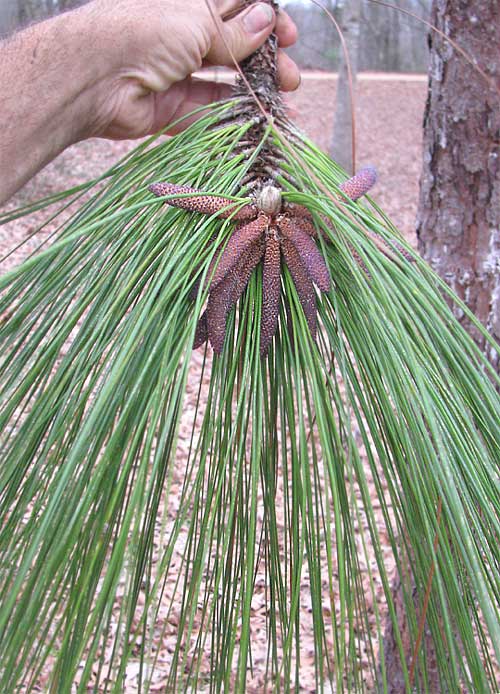 Longleaf Pine, PINUS PALUSTRIS,  male flowers