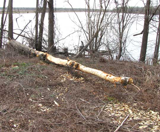 tree downed by beaver