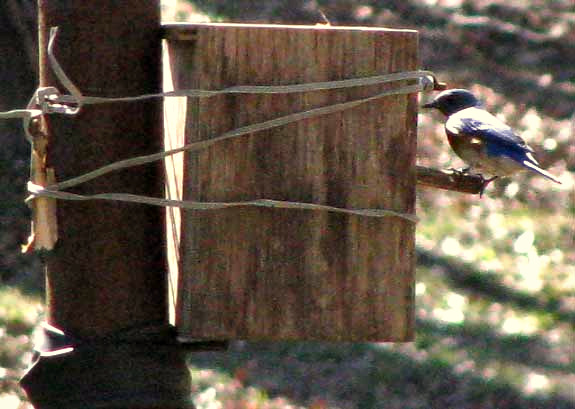 Eastern Blue Bird at nest box