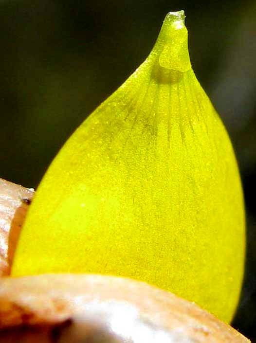 Nectary on petal of Bulbous Buttercups, or St. Anthony's Turnips, RANUNCULUS BULBOSUS