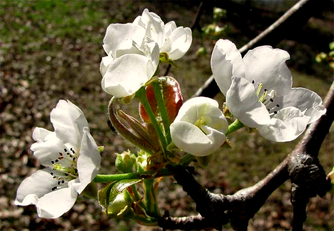 pear flowers, Pyrus communis