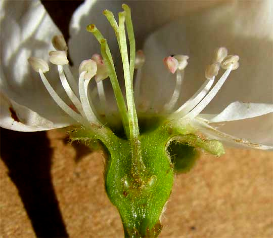 pear flower, Pyrus communis, longitudinal section showing ovules and hypanthium