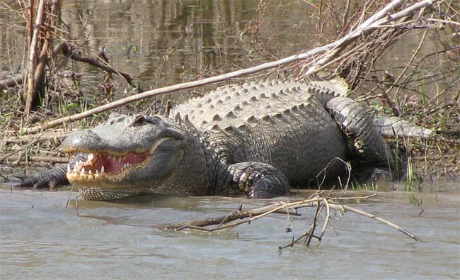 American Alligator, ALLIGATOR MISSISSIPPIENSIS