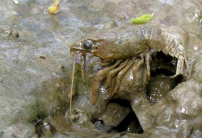crayfish, genus PROCAMBARUS