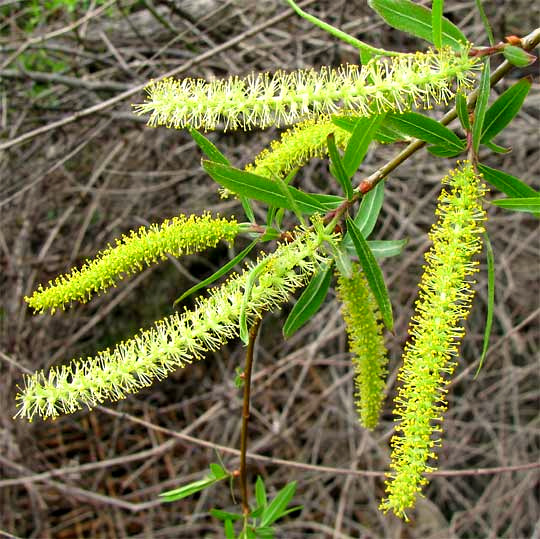 Black Willow, SALIX NIGRA, male flowers