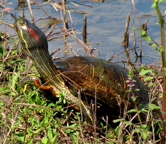 Pond Slider or Red-eared Turtle, Chrysemys scripta
