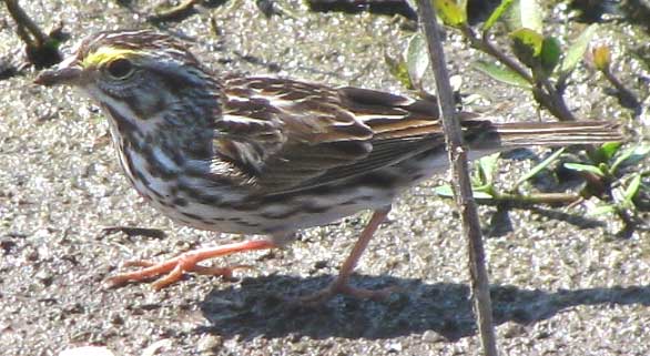 Savannah Sparrow, PASSERCULUS SANDWICHENSIS