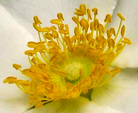 Cherokee Rose, ROSA LAEVIGATA, flower