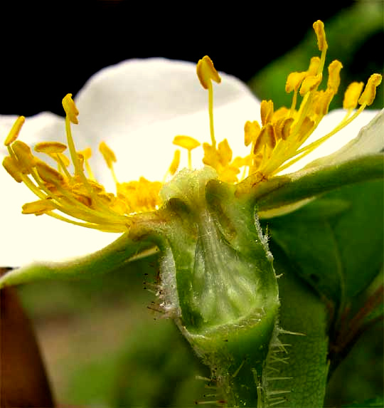 Cherokee Rose, ROSA LAEVIGATA, hypanthium