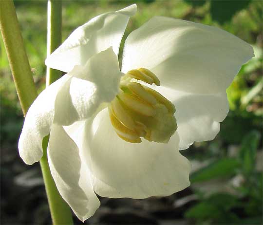 Mayapple, PODOPHYLLUM PELTATUM, flower