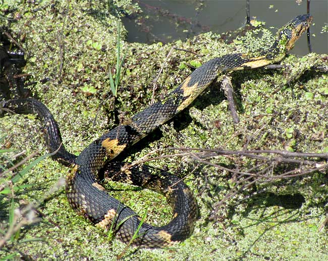 Broad-banded Water Snake, NERODIA FASCIATA CONFLUENS