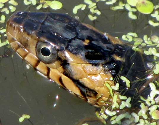 Broad-banded Water Snake, NERODIA FASCIATA CONFLUENS, head