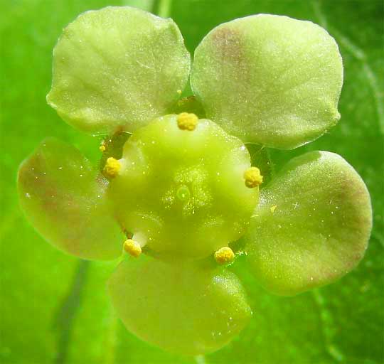 flower of Hearts-a-bustin' or Strawberry Bush, EUONYMUS AMERICANUS