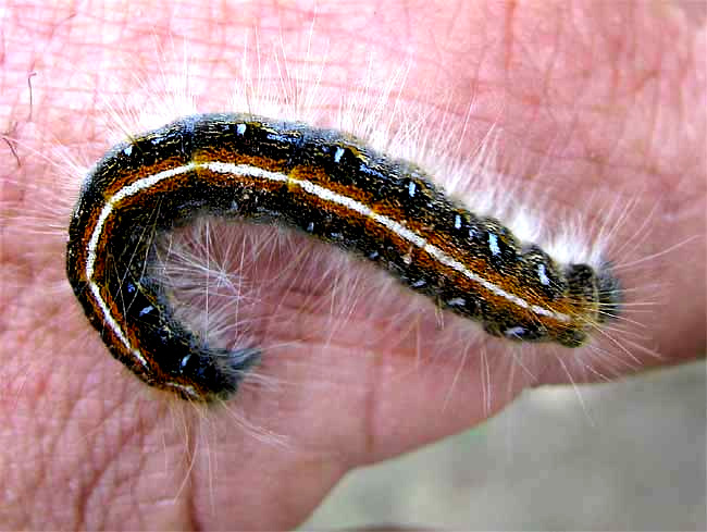 Eastern Tent Caterpillar, MALACOSOMA AMERICANUM