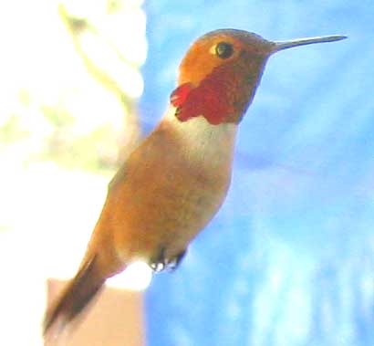 Rufous Hummingbird, SELASPHORUS RUFUS, male