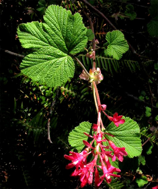 Flowering Currant, RIBES SANGUINEUM