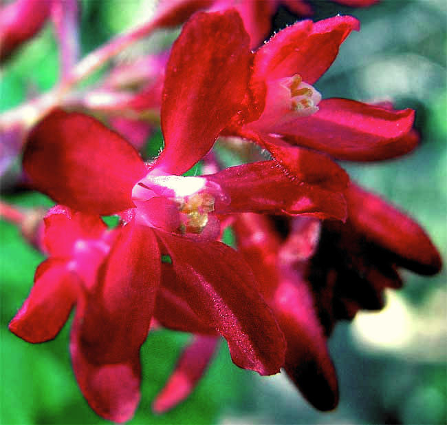 Flowering Currant, RIBES SANGUINEUM, flower