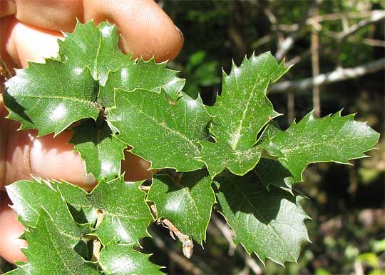 Canyon Live-oak, QUERCUS CHRYSOLEPIS, spiny leaves