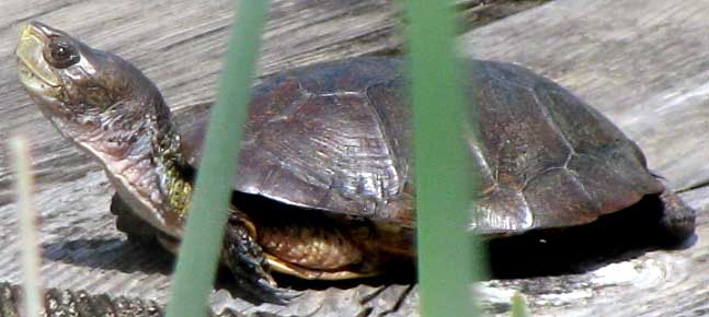 Pacific Pond Turtle, CLEMMYS MARMORATA