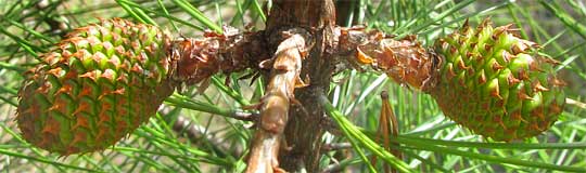 Knobcone Pine, PINUS ATTENUATA, immature cones