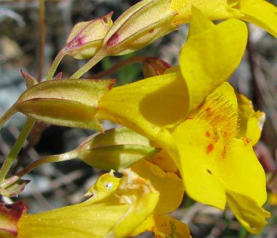 Flower of Yellow Monkeyflowers, ERYTHRANTHE GUTTATA