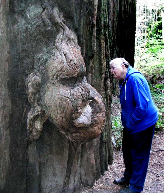 Redwood burl, SEQUOIA SEMPERVIRENS