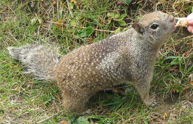 California Ground Squirrel, SPERMOPHILUS BEECHEYI