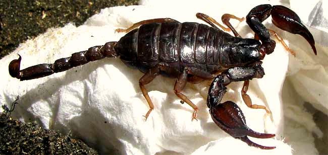 Northwest Forest Scorpion, UROCTONUS MORDAX