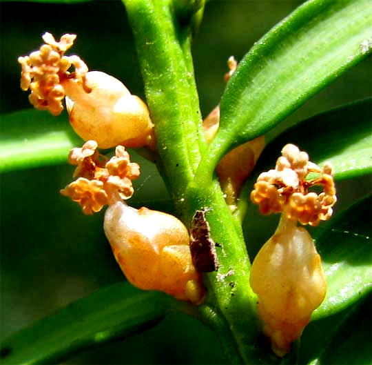 Pacific or Western Yew, TAXUS BREVIFOLIA, male flowers