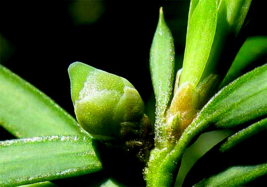 Pacific or Western Yew, TAXUS BREVIFOLIA, female flower