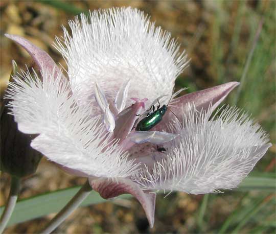 Mariposa Lily, Calochortus cf. elegans