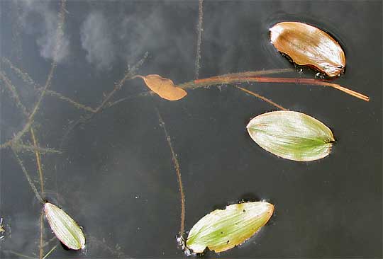 petiole attachment of Floating Pondweed, POTAMOGETON NATANS