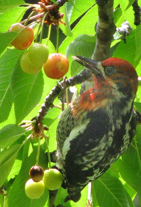 Red-breasted Sapsucker, SPHYRAPICUS RUBER